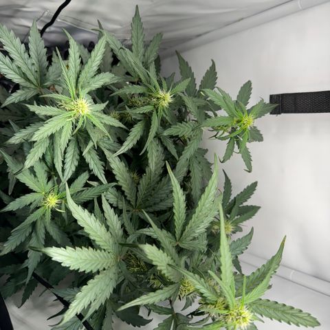 Gamora - Die 1. growlog timeline photo