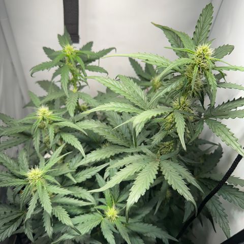 Gamora - Die 1. growlog timeline photo