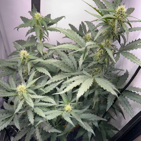 Gamora - Die 1. growlog timeline photo