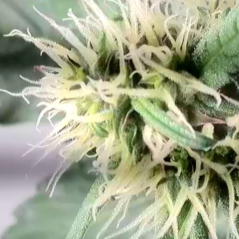 Gamora - Die 1. growlog photo: Nahaufnahmen Königsblüte