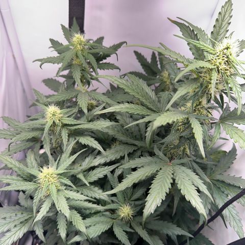 Gamora - Die 1. growlog timeline photo