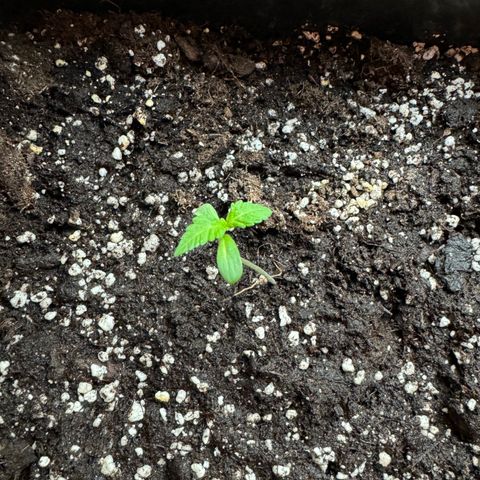 Elisabeth - Die 1. growlog timeline photo