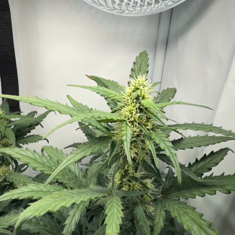 Gamora - Die 1. growlog timeline photo