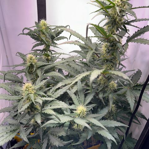 Gamora - Die 1. growlog timeline photo