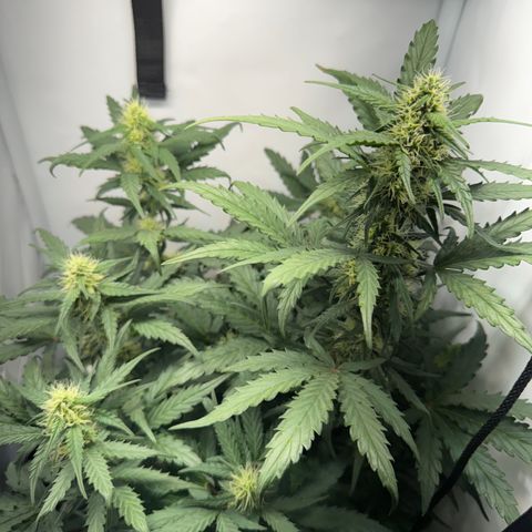 Gamora - Die 1. growlog timeline photo