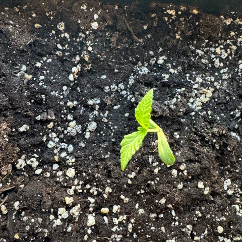Elisabeth - Die 1. growlog timeline photo