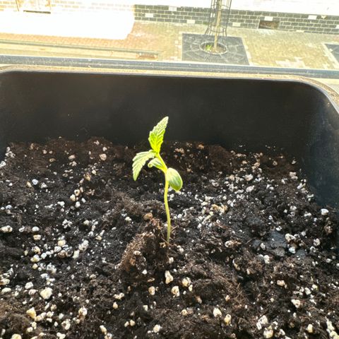 Elisabeth - Die 1. growlog timeline photo