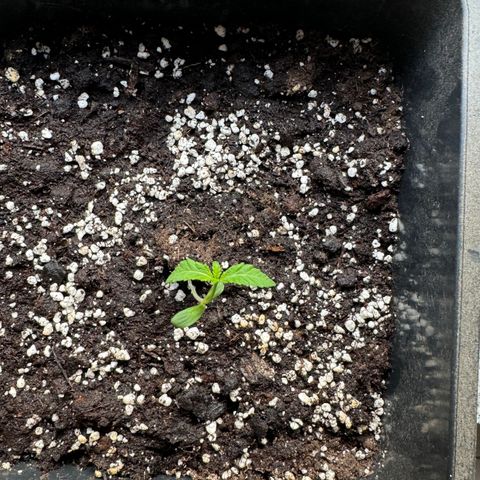 Elisabeth - Die 1. growlog timeline photo