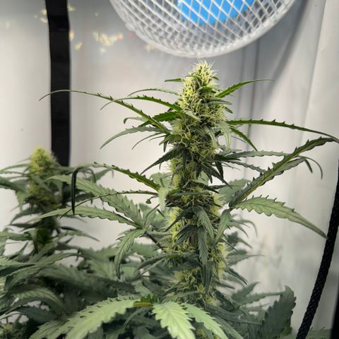 Gamora - Die 1. growlog timeline photo