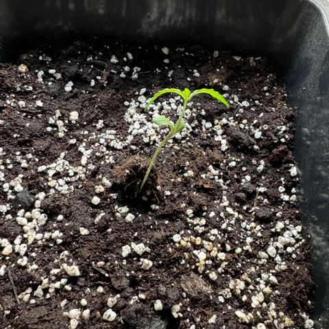 Elisabeth - Die 1. growlog timeline photo