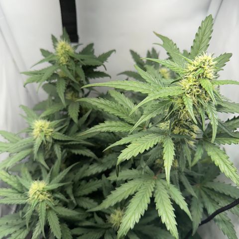 Gamora - Die 1. growlog timeline photo