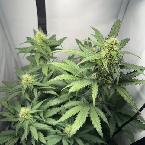 Gamora - Die 1. growlog timeline photo