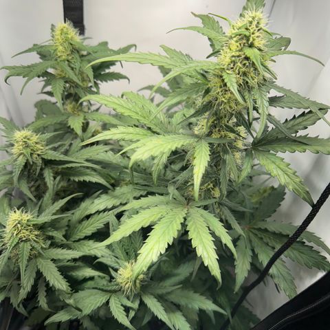 Gamora - Die 1. growlog timeline photo