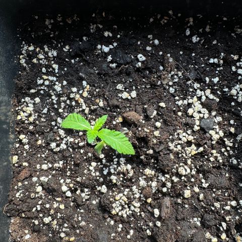 Elisabeth - Die 1. growlog timeline photo