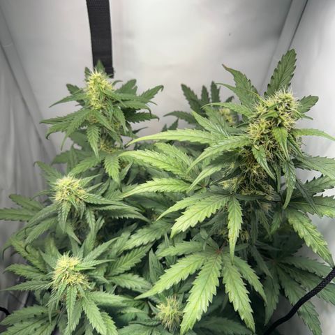 Gamora - Die 1. growlog timeline photo
