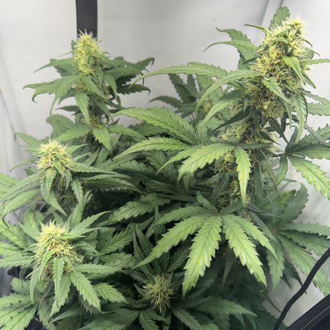Gamora - Die 1. growlog timeline photo