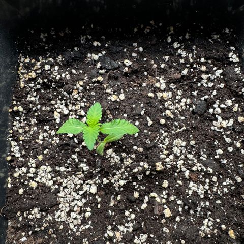 Elisabeth - Die 1. growlog timeline photo