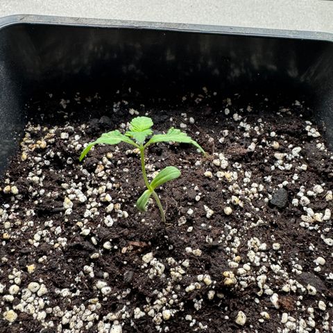 Elisabeth - Die 1. growlog timeline photo