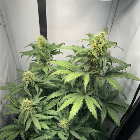 Gamora - Die 1. growlog timeline photo