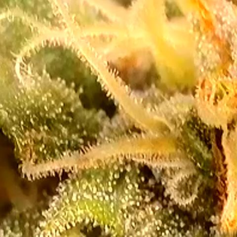 Gamora - Die 1. growlog timeline photo