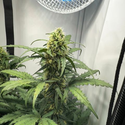Gamora - Die 1. growlog timeline photo
