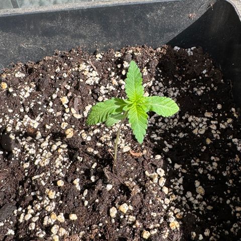 Elisabeth - Die 1. growlog timeline photo