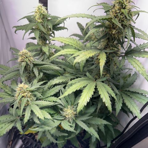Gamora - Die 1. growlog timeline photo