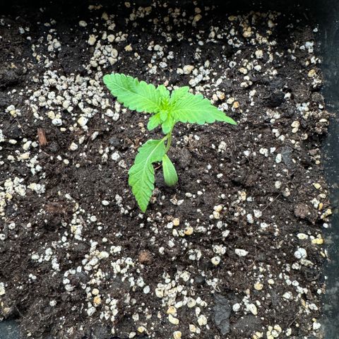 Elisabeth - Die 1. growlog timeline photo