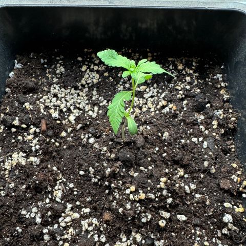 Elisabeth - Die 1. growlog timeline photo