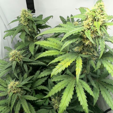 Gamora - Die 1. growlog timeline photo
