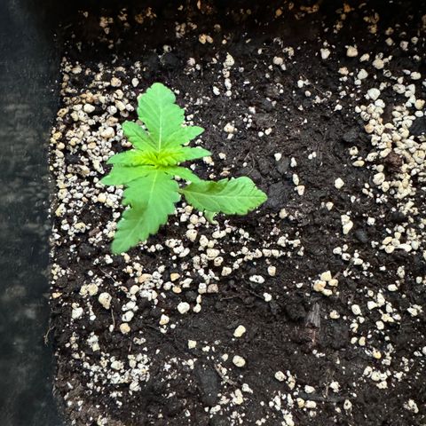 Elisabeth - Die 1. growlog timeline photo