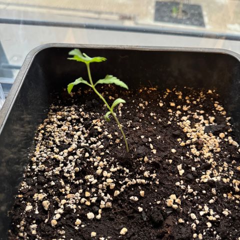 Elisabeth - Die 1. growlog timeline photo