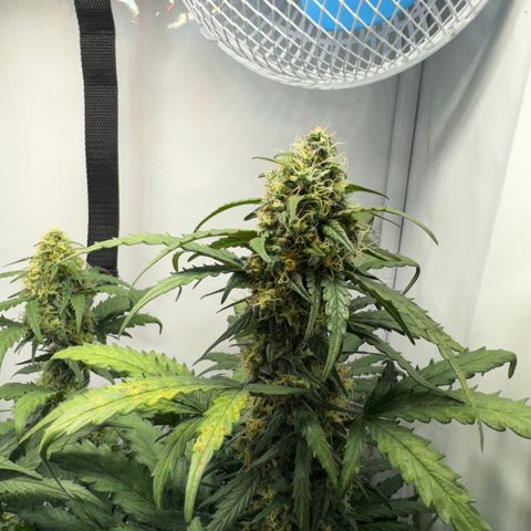 Gamora - Die 1. growlog timeline photo