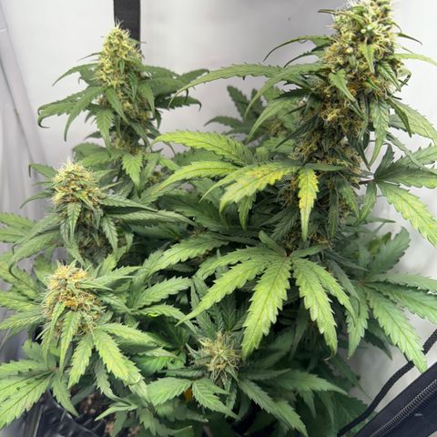 Gamora - Die 1. growlog timeline photo