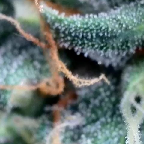Gamora - Die 1. growlog photo: Trichome noch klar