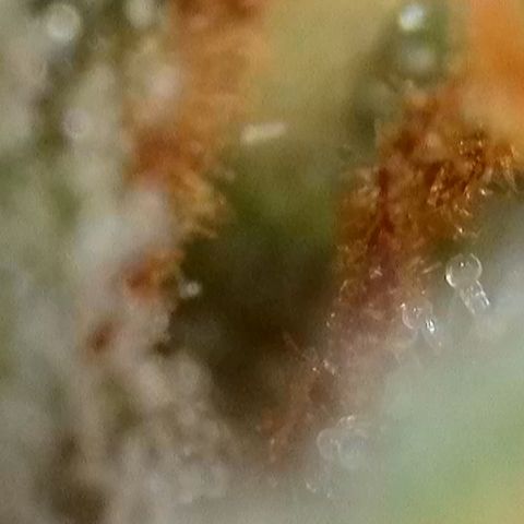 Gamora - Die 1. growlog photo: Trichome noch klar