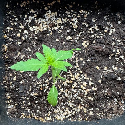 Elisabeth - Die 1. growlog timeline photo