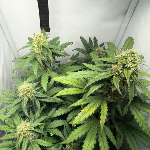 Gamora - Die 1. growlog timeline photo