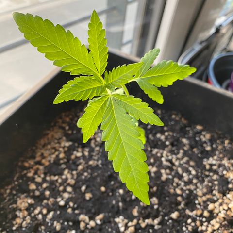 Elisabeth - Die 1. growlog timeline photo