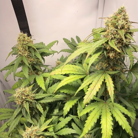 Gamora - Die 1. growlog timeline photo