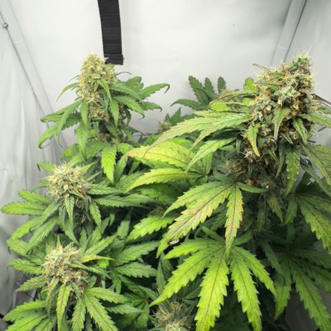 Gamora - Die 1. growlog timeline photo
