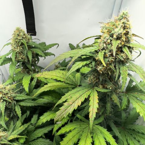 Gamora - Die 1. growlog timeline photo