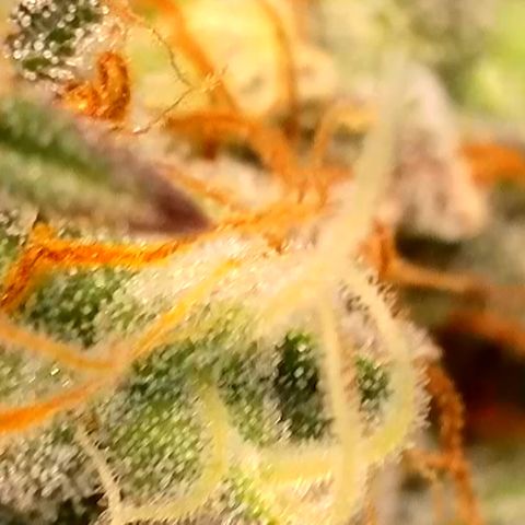 Gamora - Die 1. growlog timeline photo