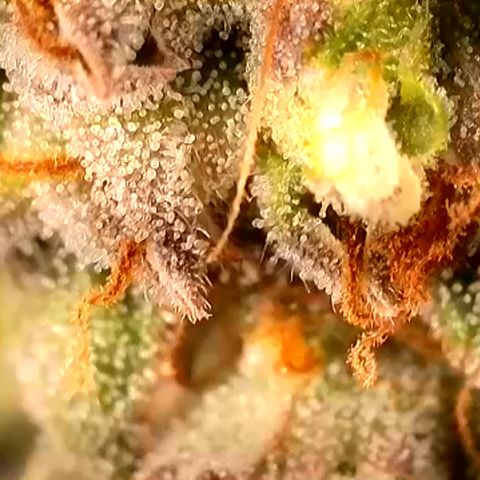 Gamora - Die 1. growlog timeline photo