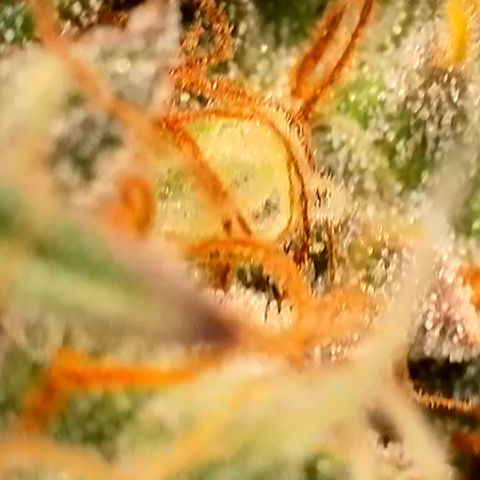 Gamora - Die 1. growlog timeline photo