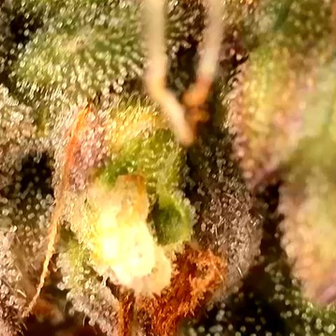 Gamora - Die 1. growlog timeline photo