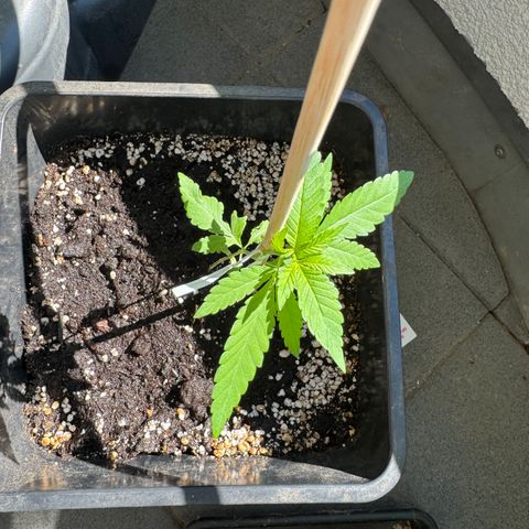 Elisabeth - Die 1. growlog timeline photo