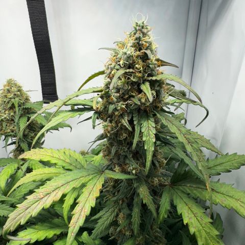 Gamora - Die 1. growlog timeline photo