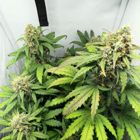 Gamora - Die 1. growlog timeline photo