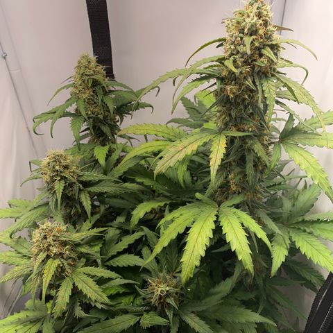 Gamora - Die 1. growlog timeline photo